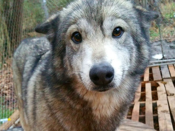 Create meme: the wolf ., wolf-a hybrid of a wolf, The Canadian wolf.