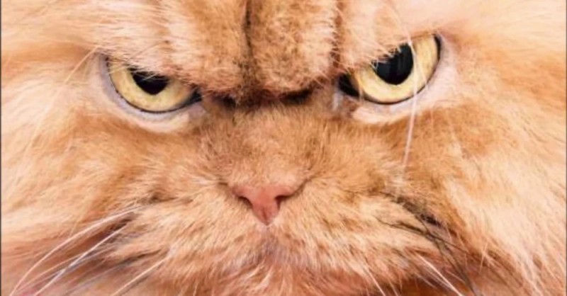 Создать мем: кот со злой мордой, персидский кот злой, злой рыжий кот