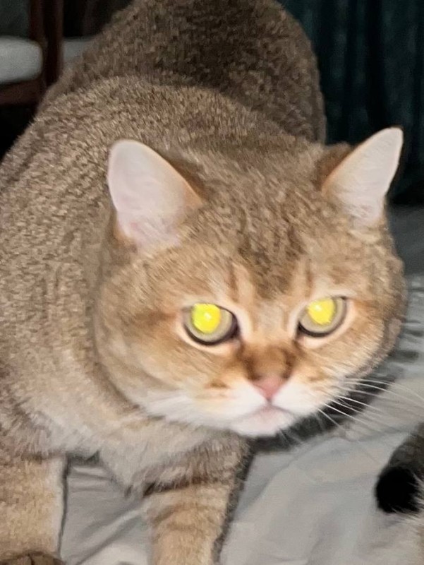 Create meme: Scottish, british shorthair cat, scottish straight golden