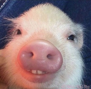 Создать мем: хрюшка, поросенок милый, свинья улыбается