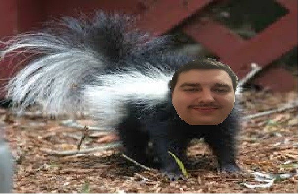 Create meme: striped skunk, skunk, The animal is a skunk