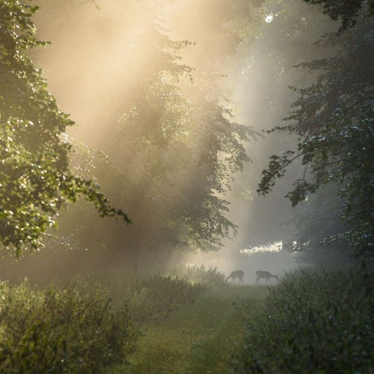 Create meme: foggy landscapes, fog forest, August foggy morning