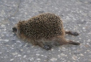 Create meme: nature, hedgehog, the tired hedgehog