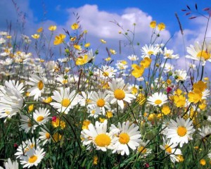 Create meme: field of daisies, chamomile field Wallpaper, field chamomile pictures