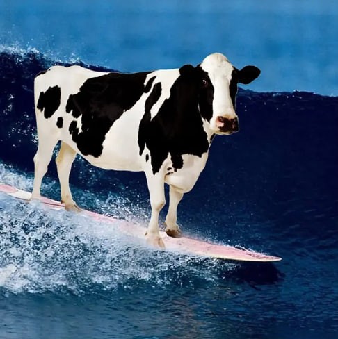 Create meme: cow on the surf, cows', funny cow