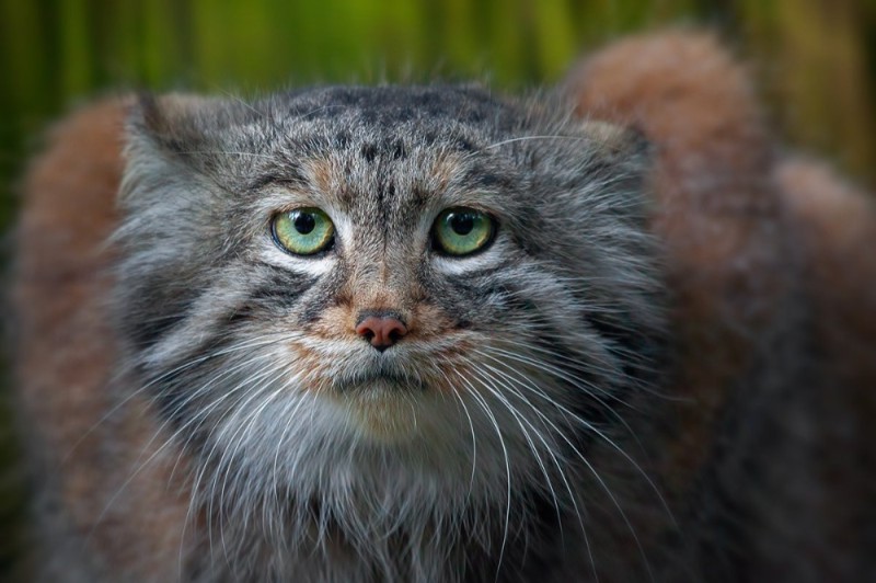 Create meme: wild cat manul, animal manul, siberian manul