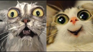 Create meme: cat funny, wet cat
