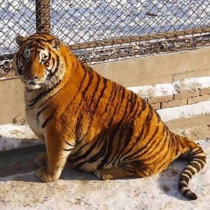Create meme: the Amur tiger, fat tiger, tiger large