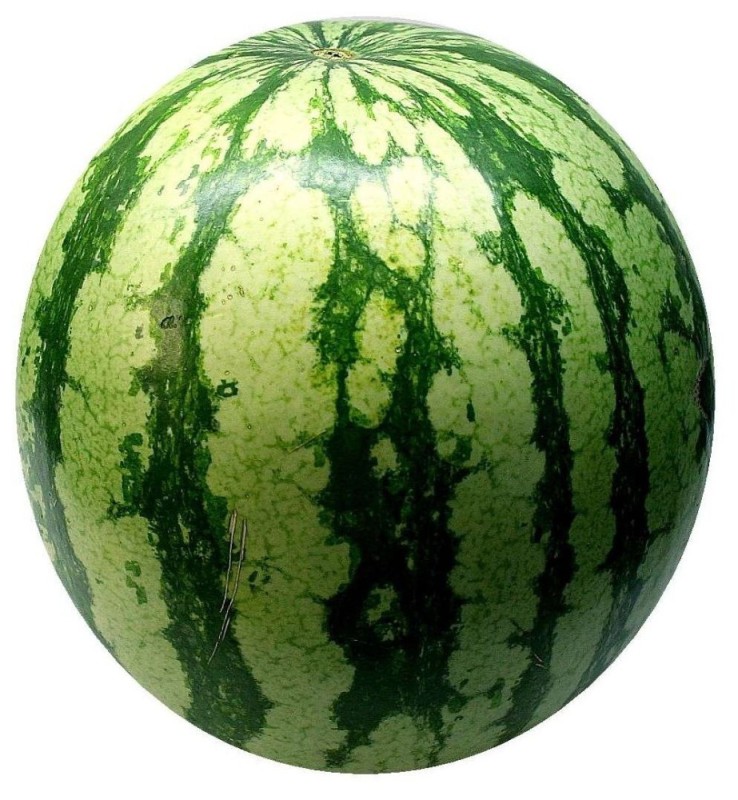 Create meme: watermelon, watermelon photo, watermelon on white background