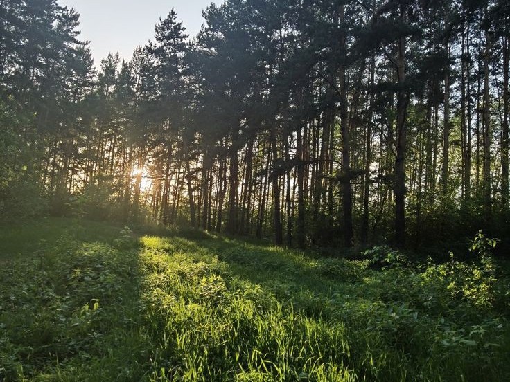 Create meme: pine forest, dense forest, forest forest