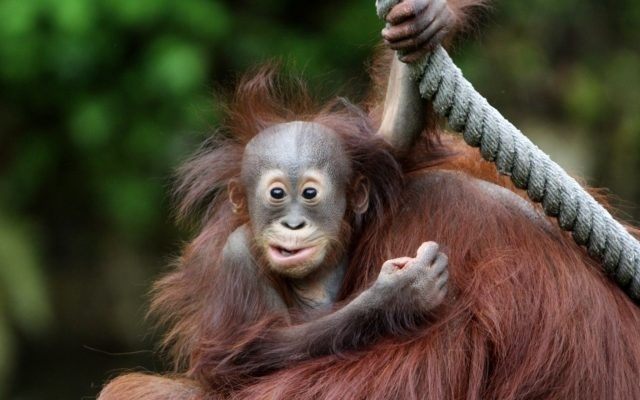 Create meme: funny orangutans, monkey orangutan, little orangutan