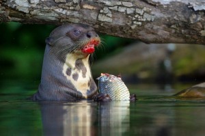 Create meme: the giant otter