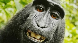 Create meme: selfie monkey, monkey, macaque monkey