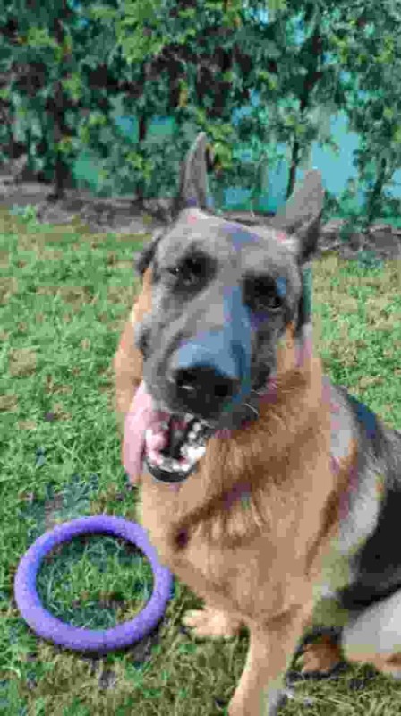 Create meme: german shepherd, dog German shepherd, The Great Dane Puller is a German shepherd