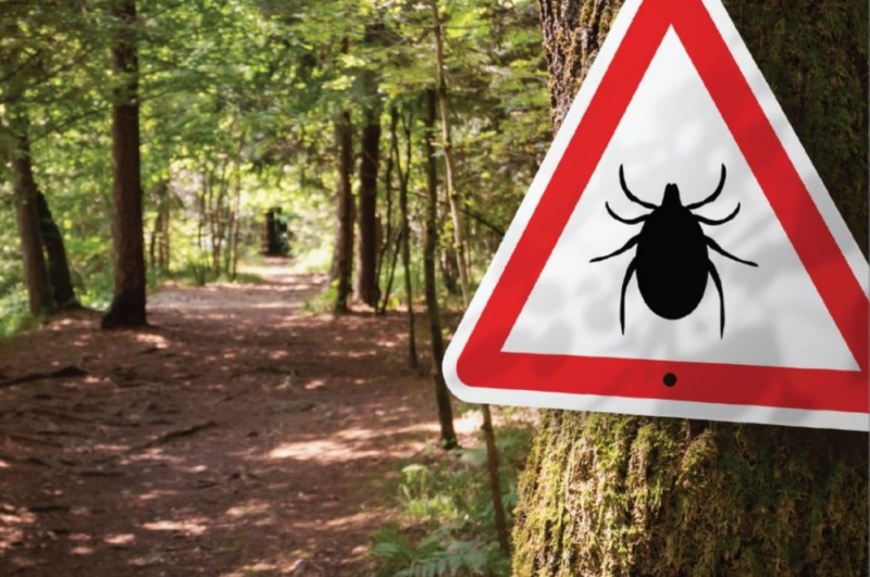 Create meme: Watch out for the ticks, ticks in the forest, protection from ticks