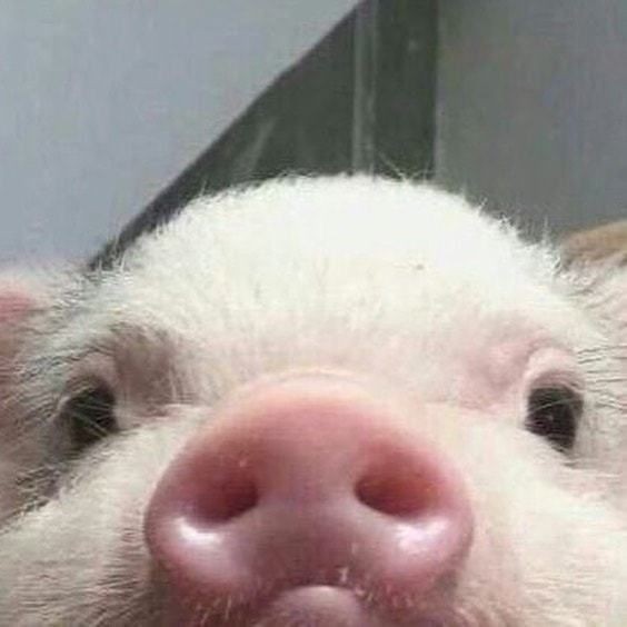 Create meme: piggy mini pig, little pig, cute piglets