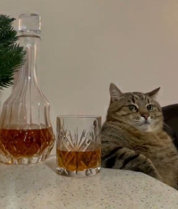 Create meme: a cat with a glass, cat , cat stepan