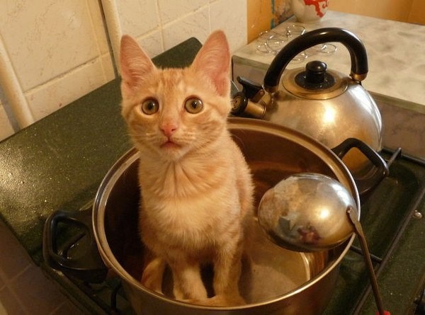 Create meme: soup with a cat, the cat in the pan, The cat is cooking soup