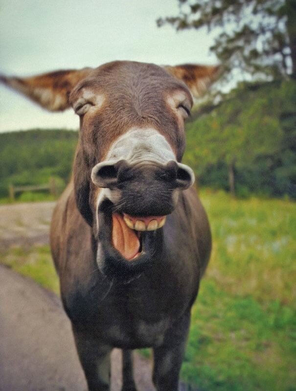 Create meme: funny animals , laughing animals, funny donkey