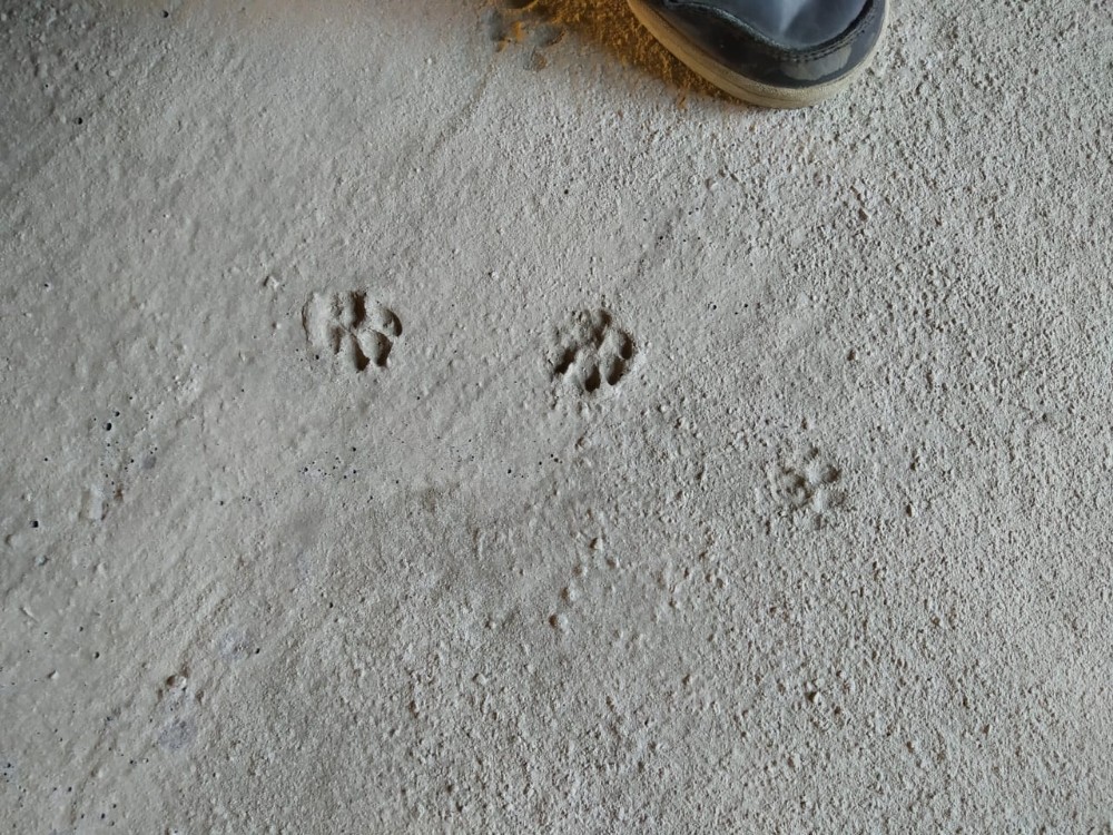 Следы кошки на земле фото