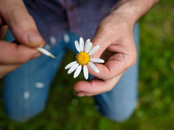 Create meme: fortune-telling on chamomile, body part, chamomile loves does not love