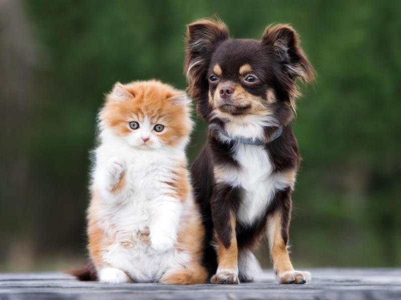 Create meme: cats and dogs, chihuahua, chocolate chihuahua longhair