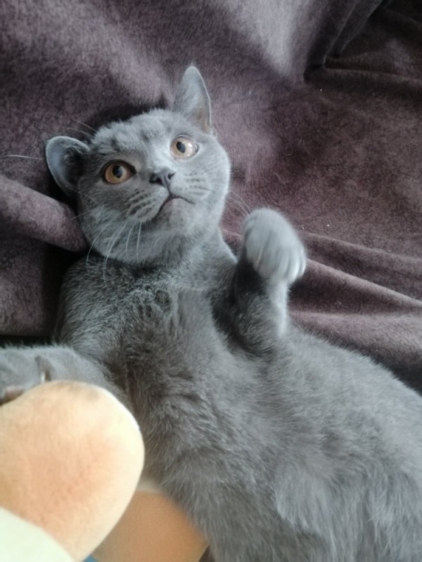 Create meme: british shorthair cat, cat British, british shorthair grey cat