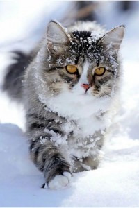 Создать мем: кошка в снегу, кот зимой, зимний кот