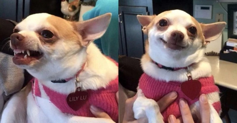Create meme: Chihuahua dog, evil Chihuahua meme, chihua Hua meme