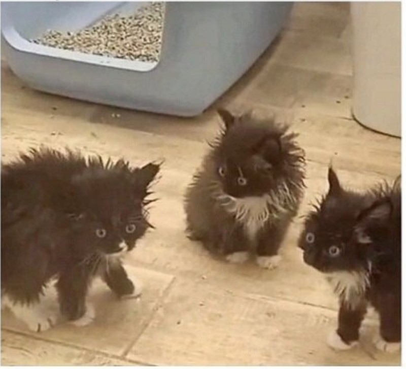 Create meme: a disheveled cat, A stray black kitten, black kitten 