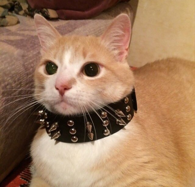 Create meme: a cat in a collar, a cat in a spiked collar, cat collar