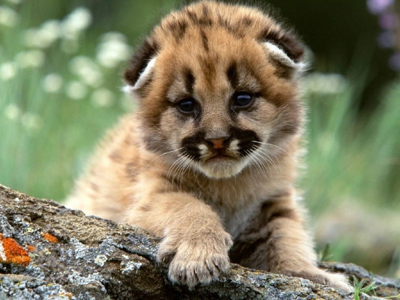Create meme: different animals , cub Cougars , beautiful animals