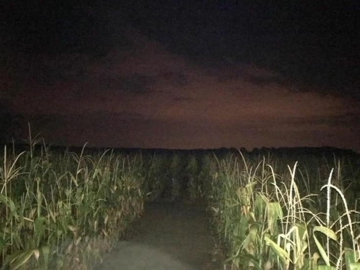 Create meme: field at night, cornfield, darkness