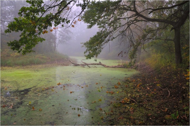 Create meme: autumn fog, foggy morning, autumn landscape