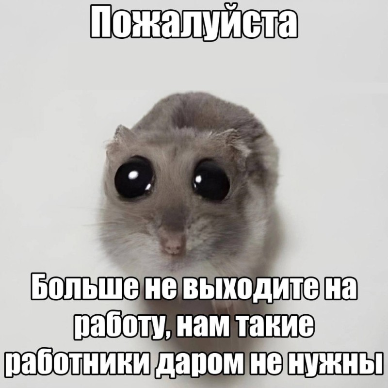 Create meme: memes animals, memes , hamster with big eyes meme