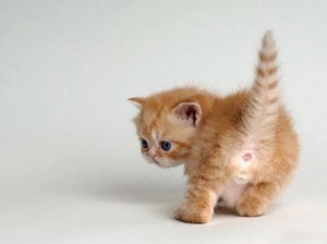 Create meme: kitten redhead, kitties, cat