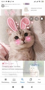 Create meme: the cute animals, a cute cat with a heart, seals