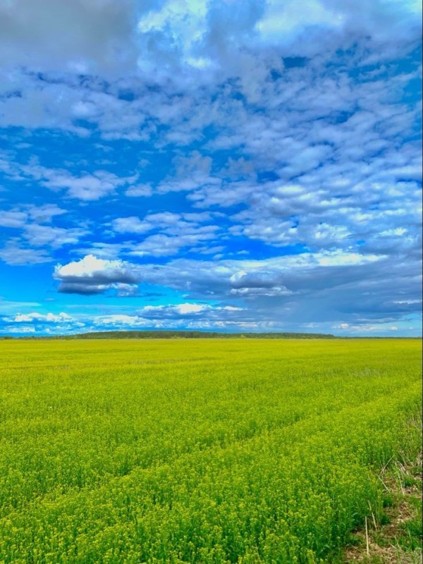 Create meme: canola field, nature field , field sky