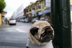 Create meme: dog pug, pug memes, sad dog