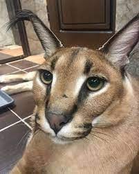 Create meme: slap caracal, gosh schlepp 's caracal, caracal slap