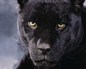 Create meme: Panthers, black Puma, black Jaguar