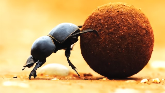 Create meme: the beetle beetle , the dung beetle the dung beetle, dung beetle 