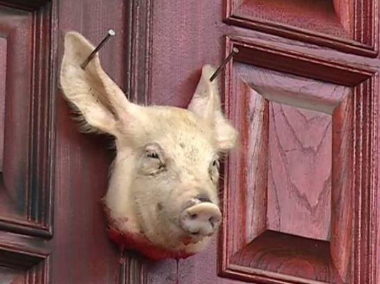 Create meme: pig's head , pig , Pig in the window