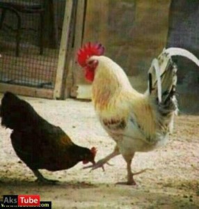 Create meme: the cock bird, chickens and roosters, rooster