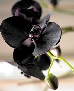Create meme: black Orchid Phalaenopsis photos, rare species of black orchids, black Orchid flower photos