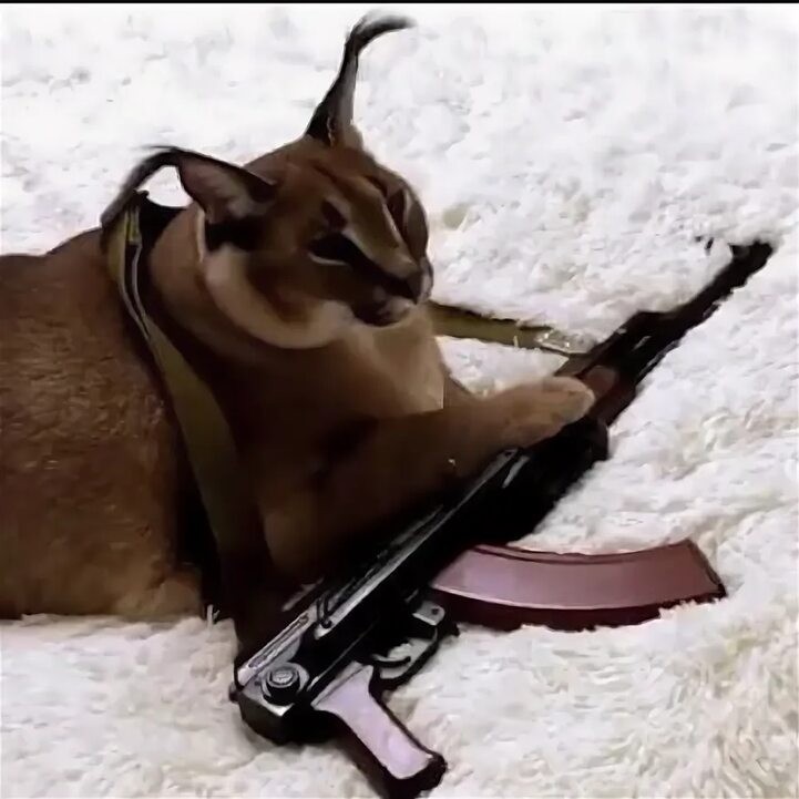 Create meme: big spanking caracal, slap big russian cat, caracal helmet