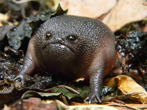 Create meme: black rain toad, black rain frog, black rain frog breviceps fuscus