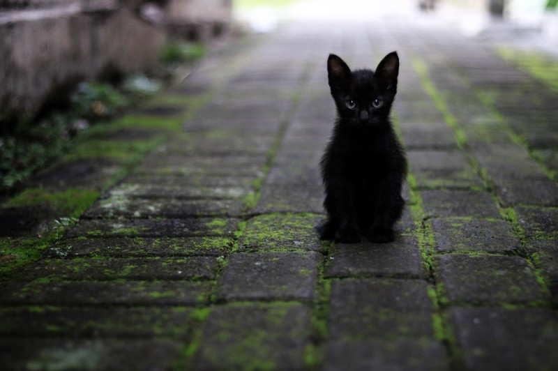Create meme: black cat , black cat, black kitten 