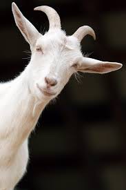 Создать мем: коза обыкновенная, зааненская коза, белый козел