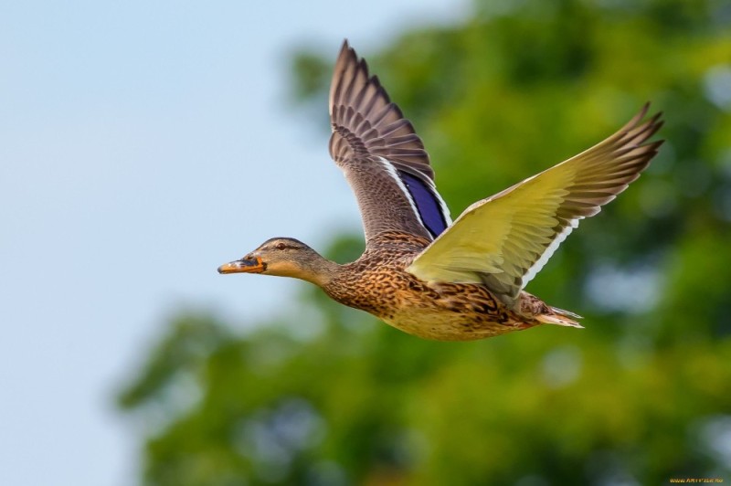 Create meme: common mallard, wild mallard duck, duck 